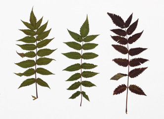 Picture of dried leaves Sorbaria sorbifolia (False spiraea) in several variants / Herbarium from...