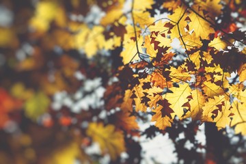 Obraz na płótnie Canvas Autumn. Fall scene. Beauty nature scene trees and leaves. Nature background. Selective focus.