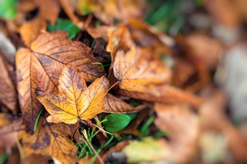 Autumn leaves background in selective focus. Red, orange and yellow dry leaves.