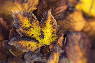 Extreme closeup macro of an colorful autumn leaf with fine detail. Nature background.