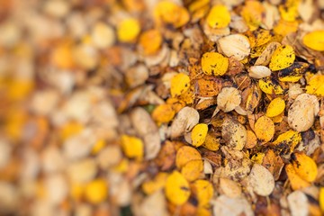 Macro closeup.Yellow, orange and red autumn leaves in fall park. Nature background.
