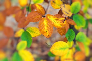 Yellow, orange and red autumn leaves in fall park. Nature background.