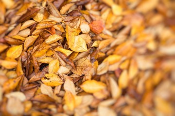 Macro closeup.Yellow, orange and red autumn leaves in fall park. Nature background.