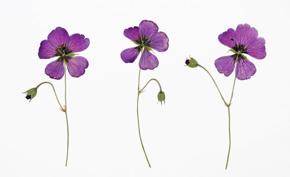 Picture of dried flowers Geranium psilostemon (Armenian cranesbill) in several variants / Herbarium from dried blossoming flower arranged in a row.