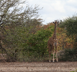 Young giraffe in bush Botswana Africa