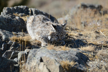 Young bobcat hunting 