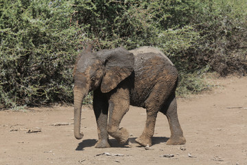 Elephant walking in bush Botswana after a mudbath