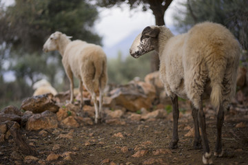 Obraz na płótnie Canvas Flock of Sheep with Lambs in a Mediterranean Olive Grove at Dawn