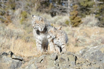 Young and old bobcat 