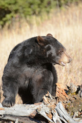 close up of black bear on the rocks