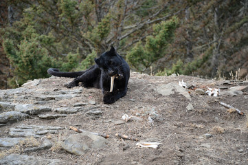 Black leopard chewing on bone  