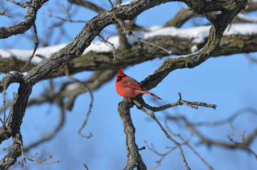 cardinal sitting on snow cover branch