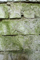 Obraz na płótnie Canvas Wall of green moldy bricks background texture
