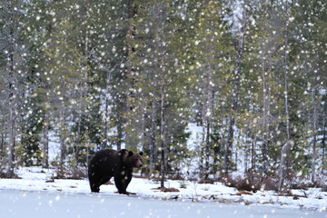 Bear on snow at snowfall. Brown bear on snow. Bear after hibernation.