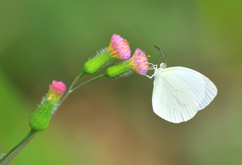 Mariposa alimentándose