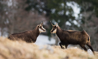 Chamois ,Rupicapra rupicapra, face à face