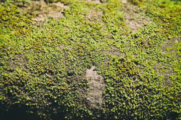 Image of green natural texture background.