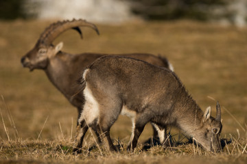 Naklejka na ściany i meble Bouquetin mâle et étagne Capra ibex
