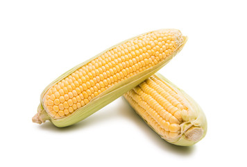 Corn cobs isolated