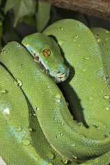 Emerald tree boa