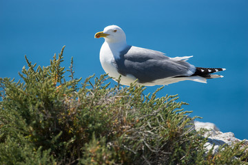 Goéland leucophée, Larus michahellis, au bord de la mer Méditérannée