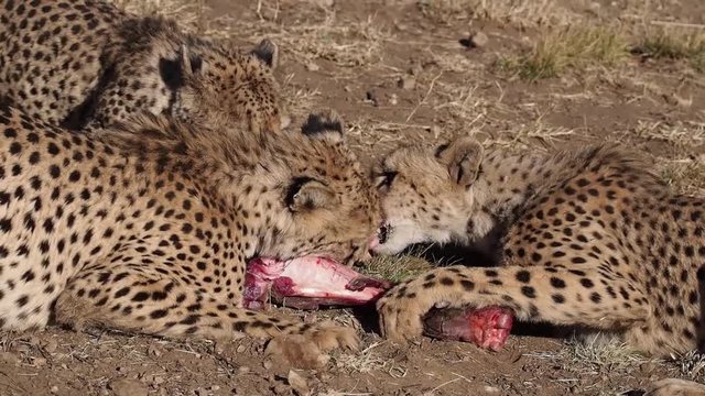 Namibia - Amani Lodge - Game Drive - Gepard