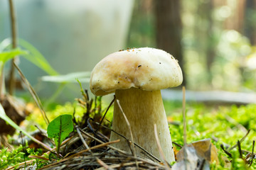 White fungus grew in the autumn forest bathed in sunlight