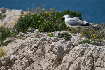 Goéland leucophée, Larus michahellis, posé sur un rocher, près de son nid. 