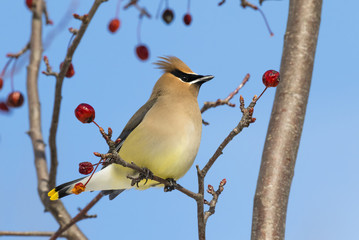 Cedar waxwing on the crabapples tree