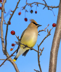 Cedar waxwing on the crabapples tree