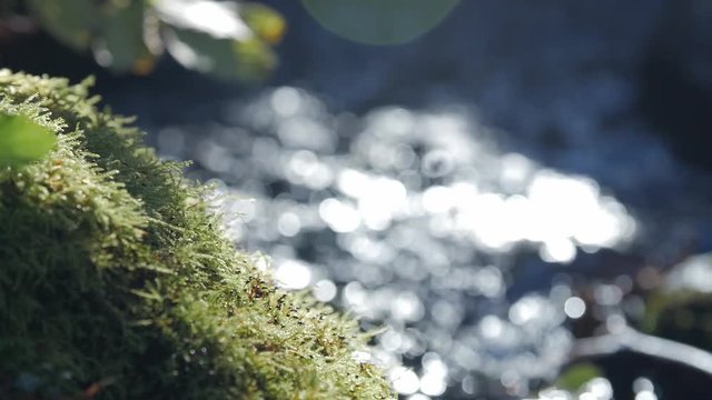 Spring river flowing between the mossy rocks, slow motion close up.