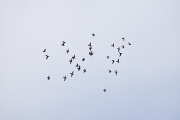 Messenger Birds flying in open sky