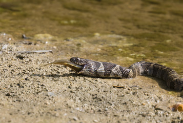Northern water snake (Nerodia sipedon) eatind the fish