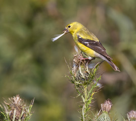 American Goldfinch with seed in its beak