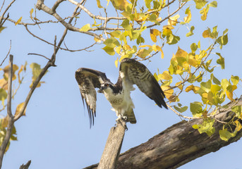 The osprey (Pandion haliaetus) ready to fly