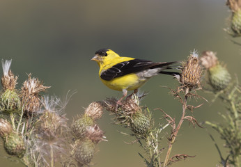 The American goldfinch (Spinus tristis)