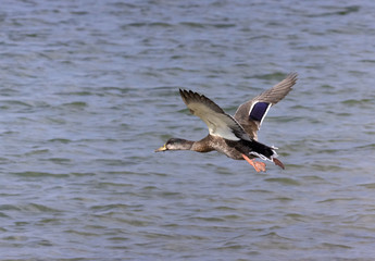Fototapeta na wymiar Flying Mallard Duck