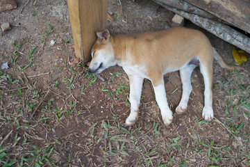 Naklejka na ściany i meble Dog sleeping on ground