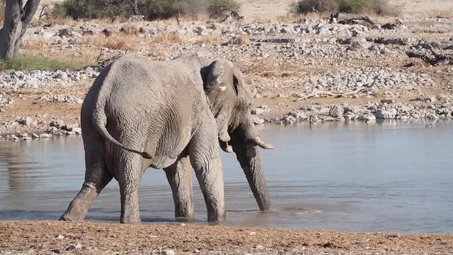Namibia - Etoscha Nationalpark - Afrikanischer Elefant