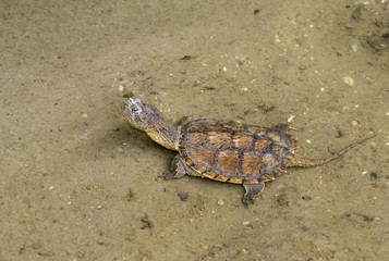 Obraz premium Young common snapping turtle
