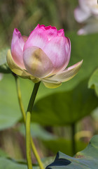 Pink Lotus (Nelumbo Lutea) Flower