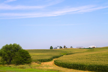 Green corn field in Iowa with elevator and barn on background