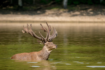 Grand cerf prenant son bain