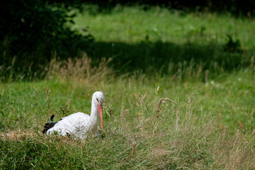 Storch sitzend auf der Wiese