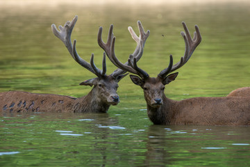 Deux cerfs prennent leur bain