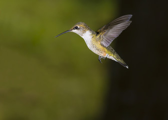 Female Hummingbird In Flight