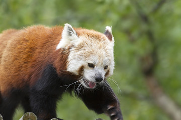 Red panda walking