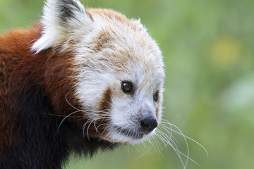 Red panda