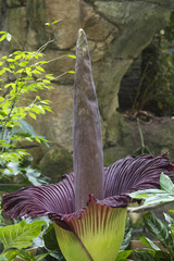 Morticia, the Giant Corpse Flower, In Full Bloom