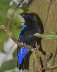 Asian fairy bluebird